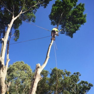 Large fig removal - Kelmscott Large fig removal - Kelmscott