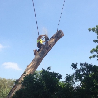 Removal of dangerous tree Removal of dangerous tree