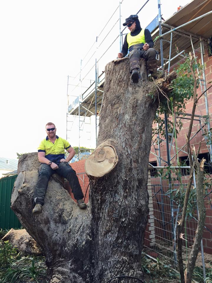 tree trimming in perth tree trimming in perth