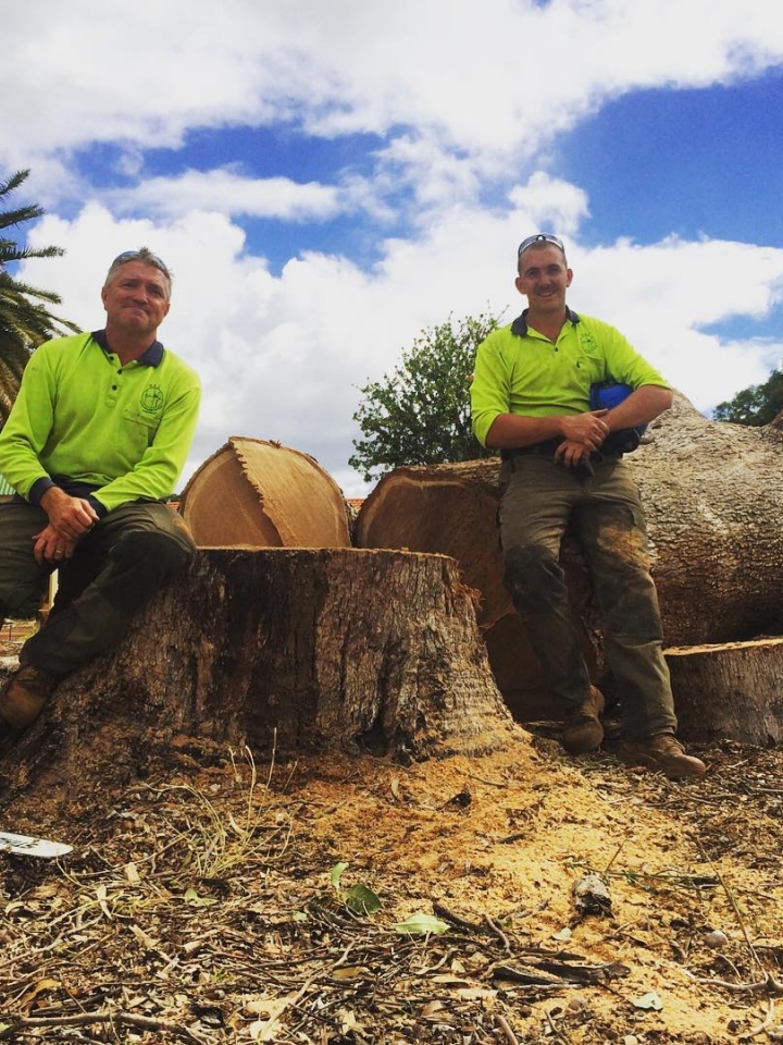 Perth Arbor Services felled tree in Perth Perth Arbor Services felled tree in Perth