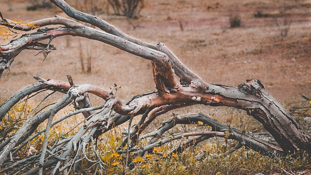 Dead Tree Exposed Branch 